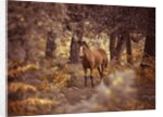 Wild Horse, New Forest by Assaf Frank